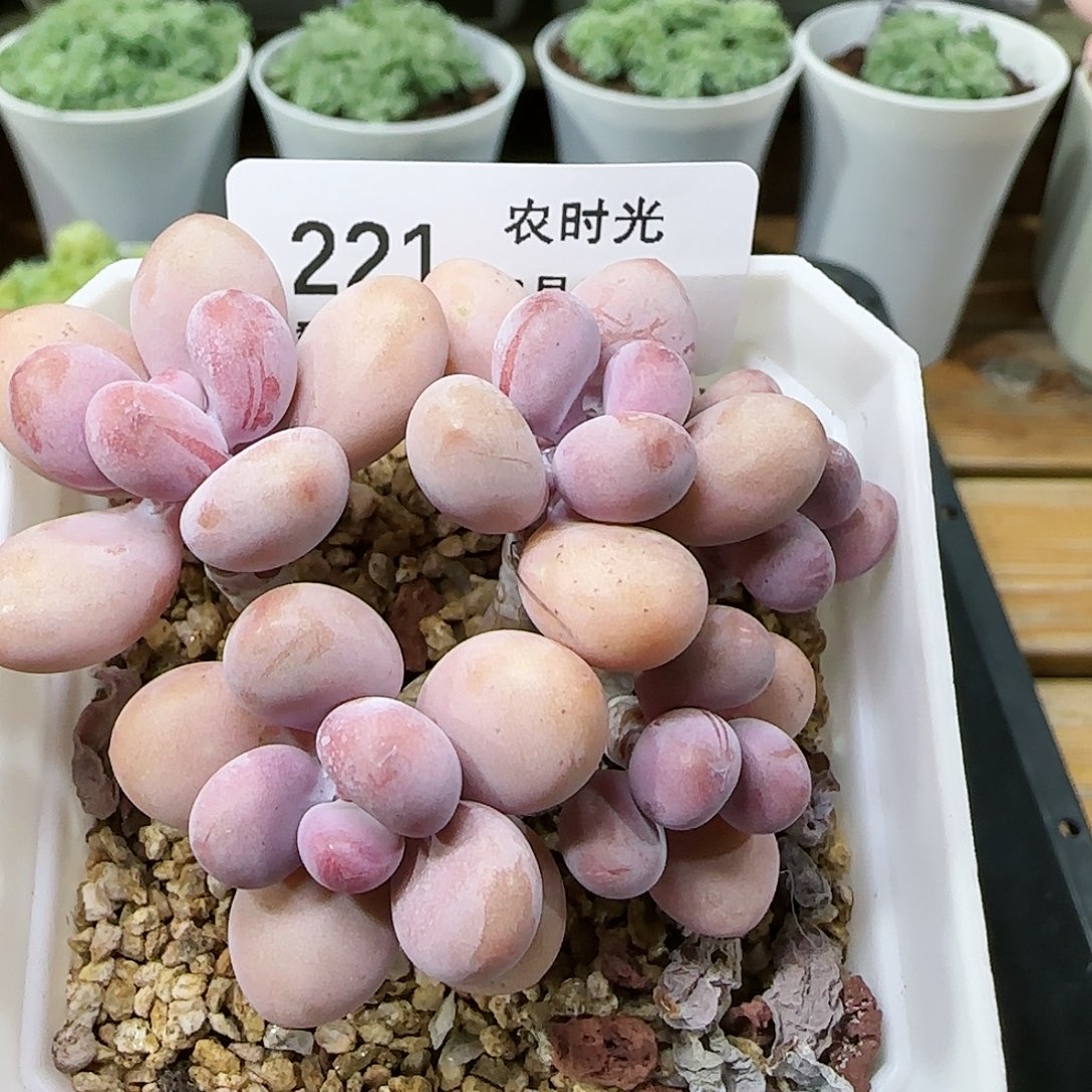 【闪购商品】0823-221桃蛋