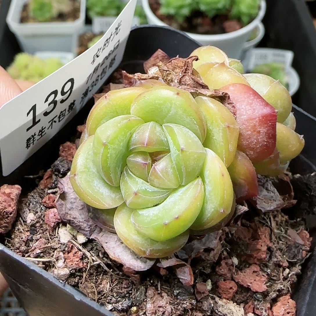 【闪购商品】0726-139星星珍妮