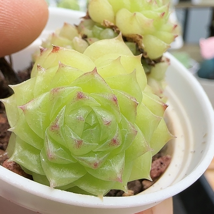 【闪购商品】0825-193玉透麦杆