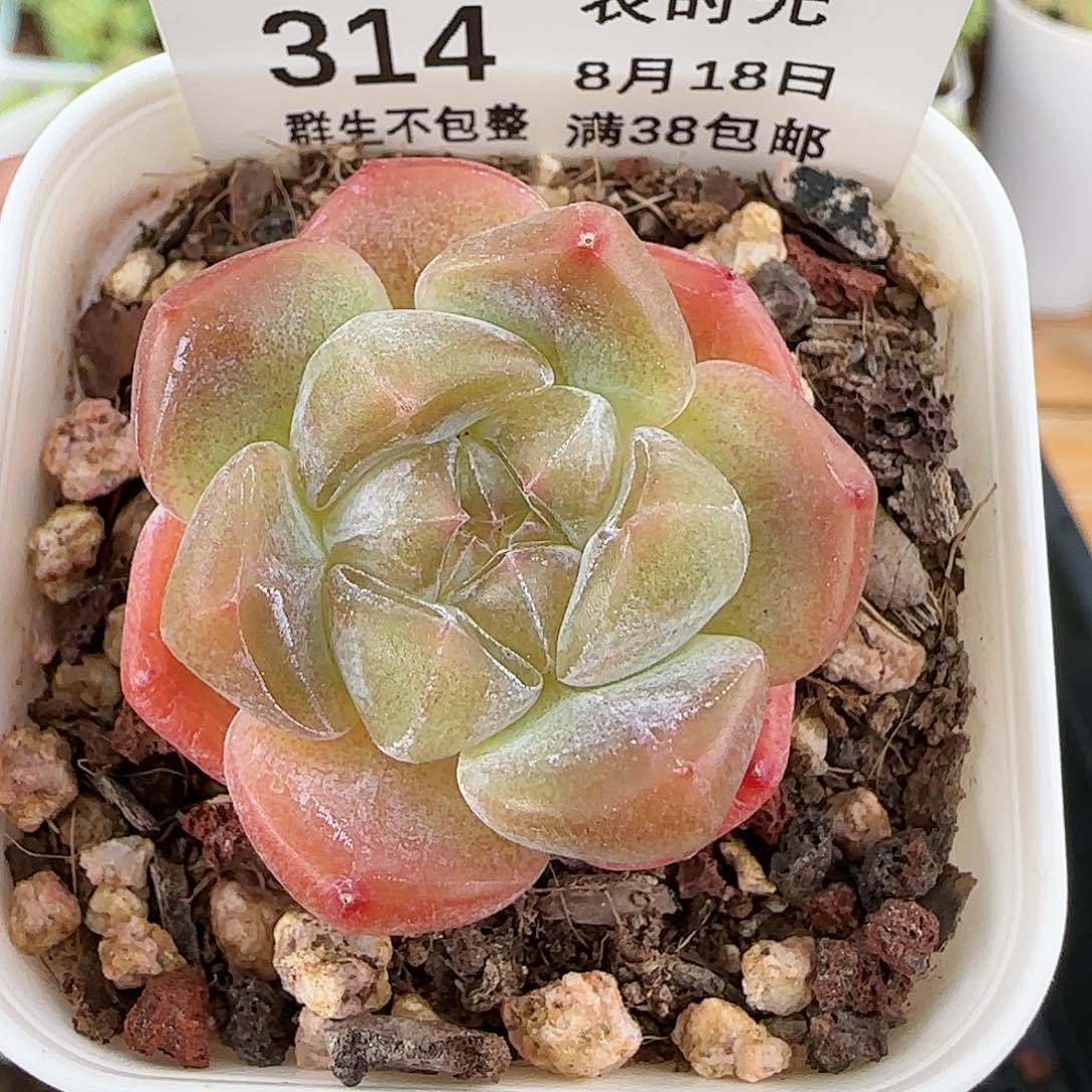 【闪购商品】0818-314粉色奇缘