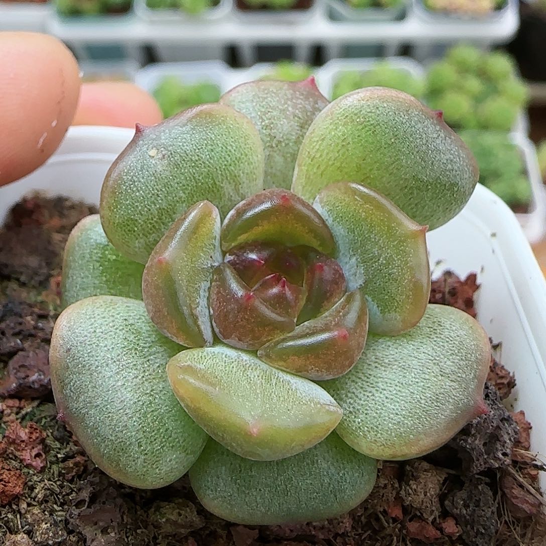 [闪购商品]0731-10红恋
