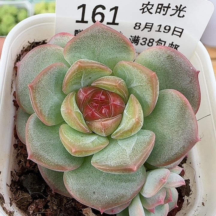 【闪购商品】0819-161琴心