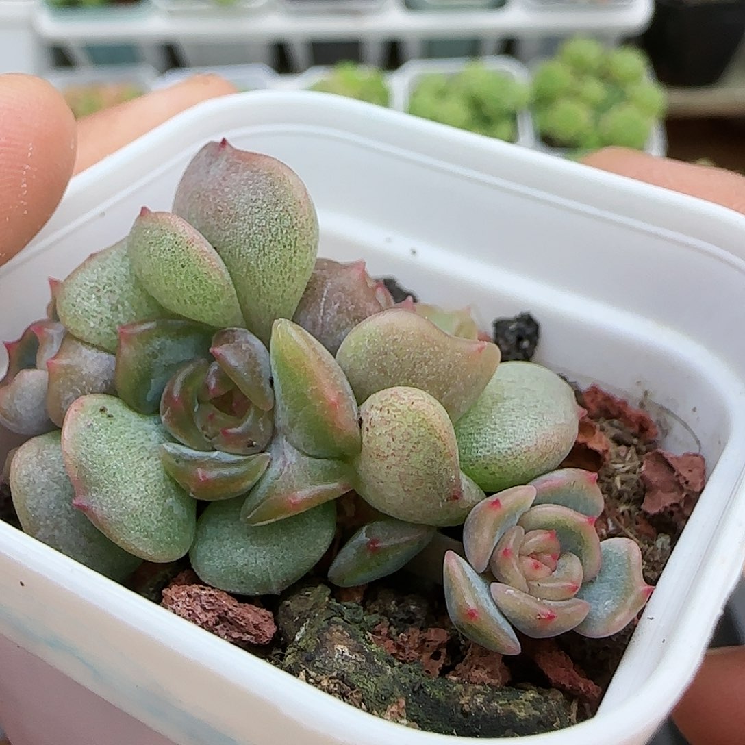 【闪购商品】0731-52红恋