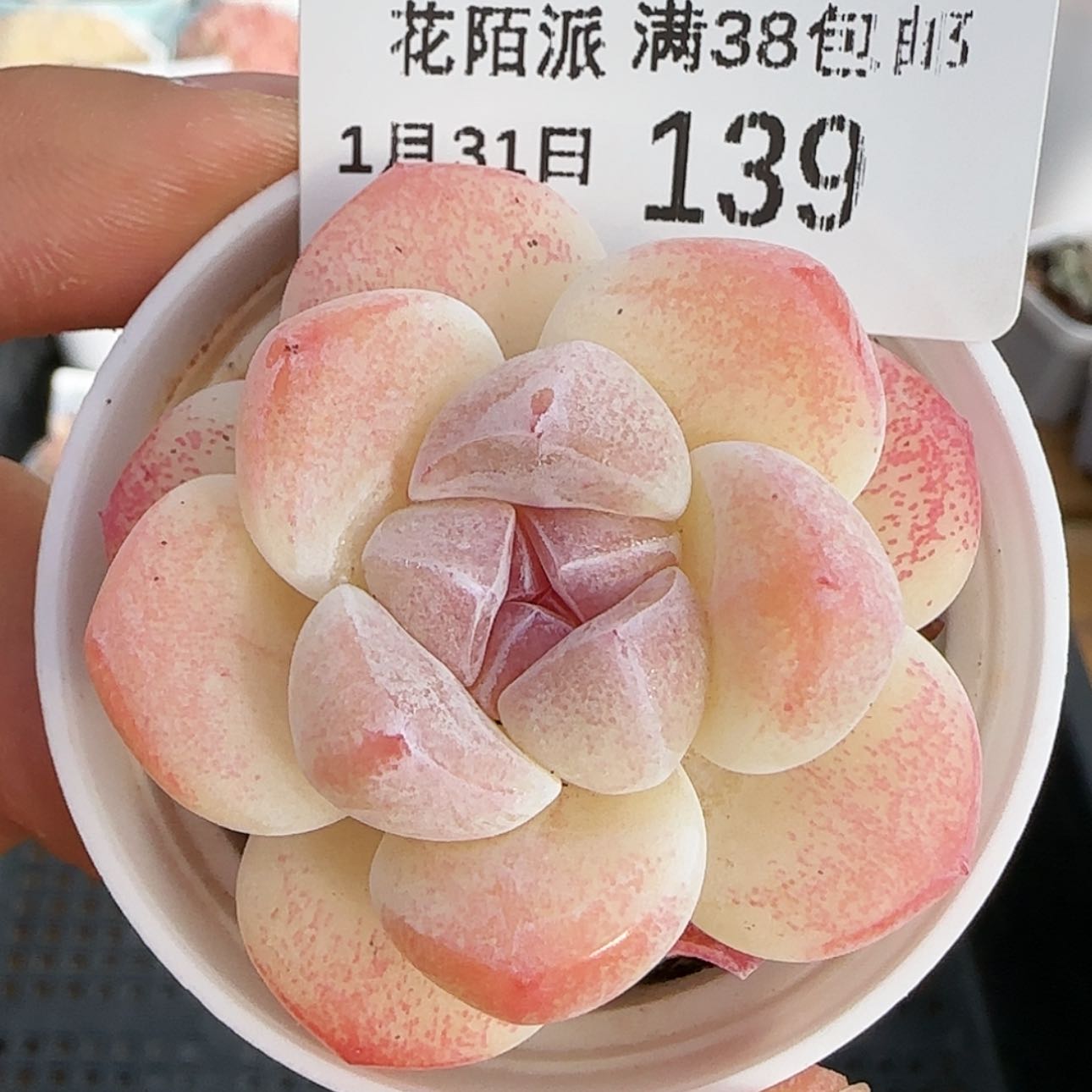 【闪购商品】红陶15cm以下0131-139冰玉