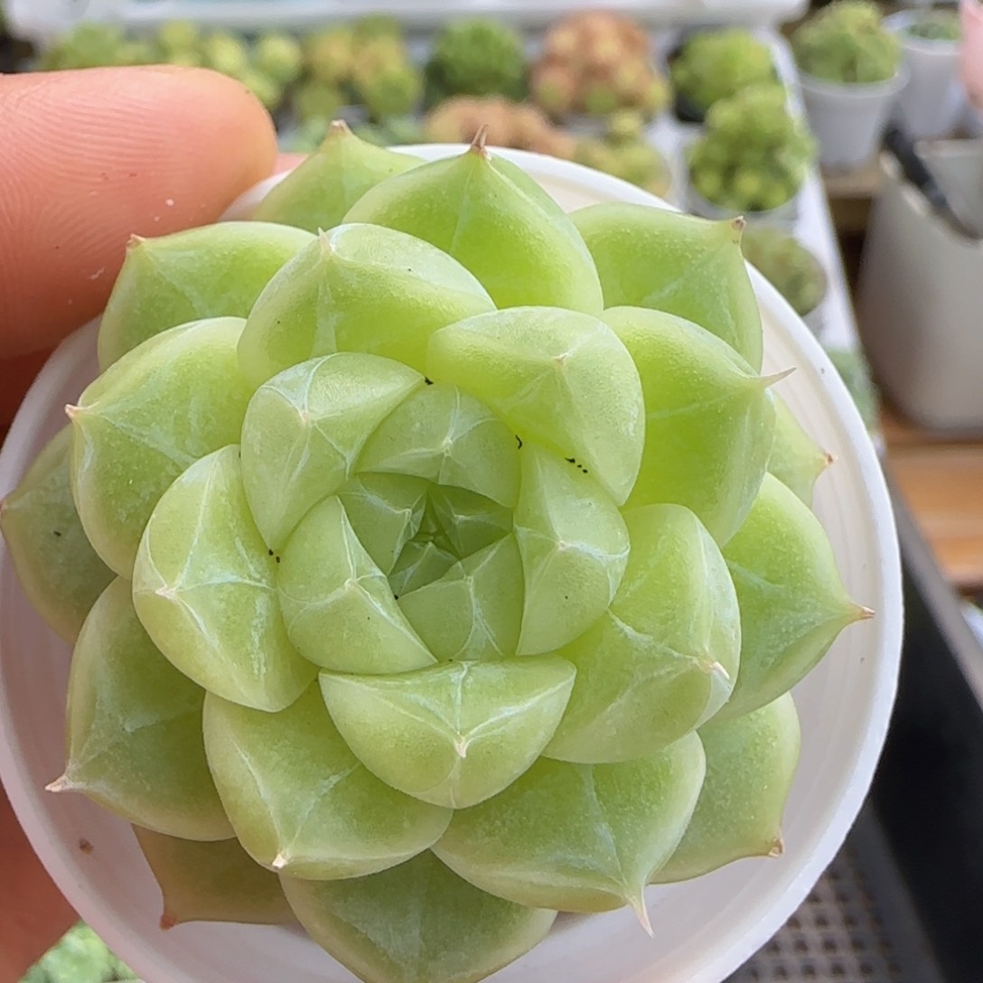 【闪购商品】0927-76钻石纹麦杆