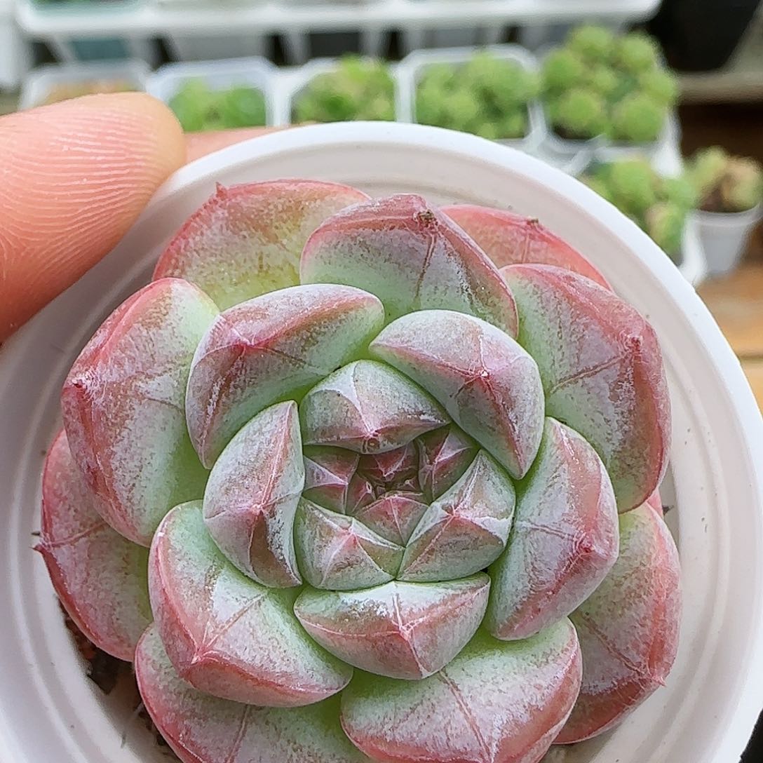 【闪购商品】0730-33白桃