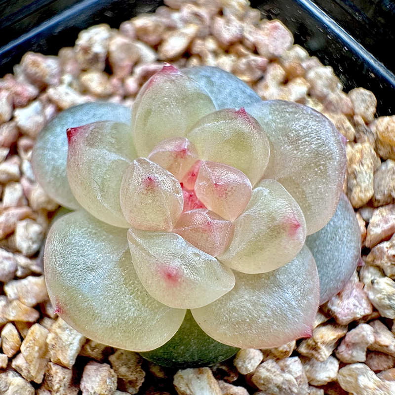 花陌派 编号1-20多肉植物  浮力链接 很高兴遇见你