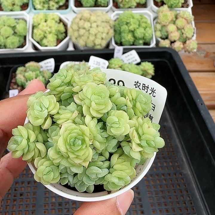 【闪购商品】0819-139花朵麦杆