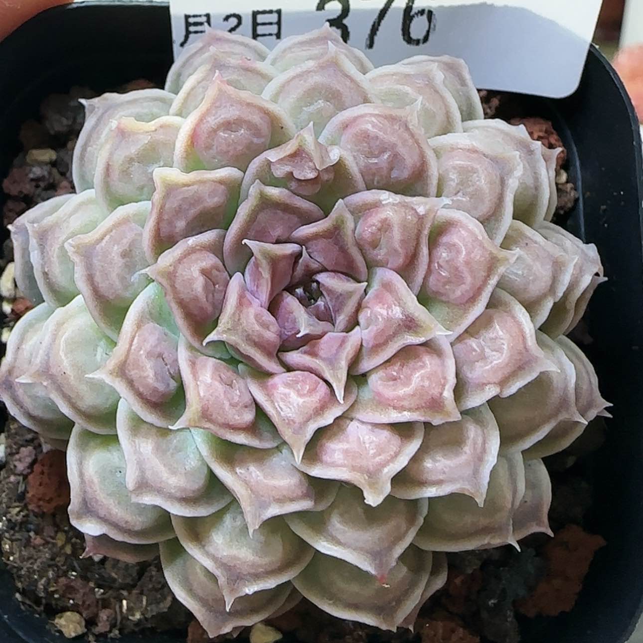 【闪购商品】红陶15cm以下0202-376