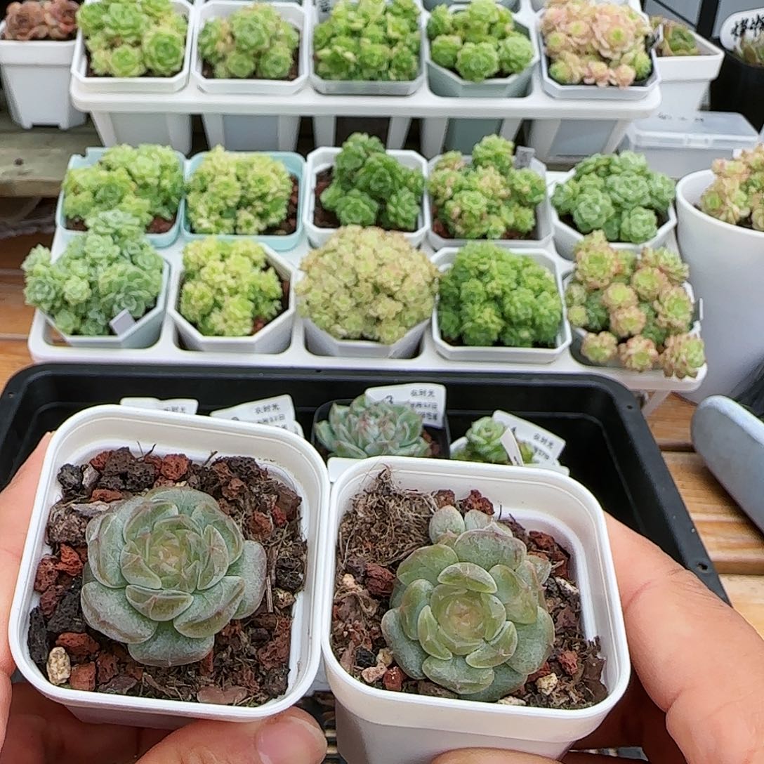 【闪购商品】0817-9白恋福利