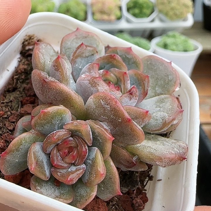 【闪购商品】0826-13红恋