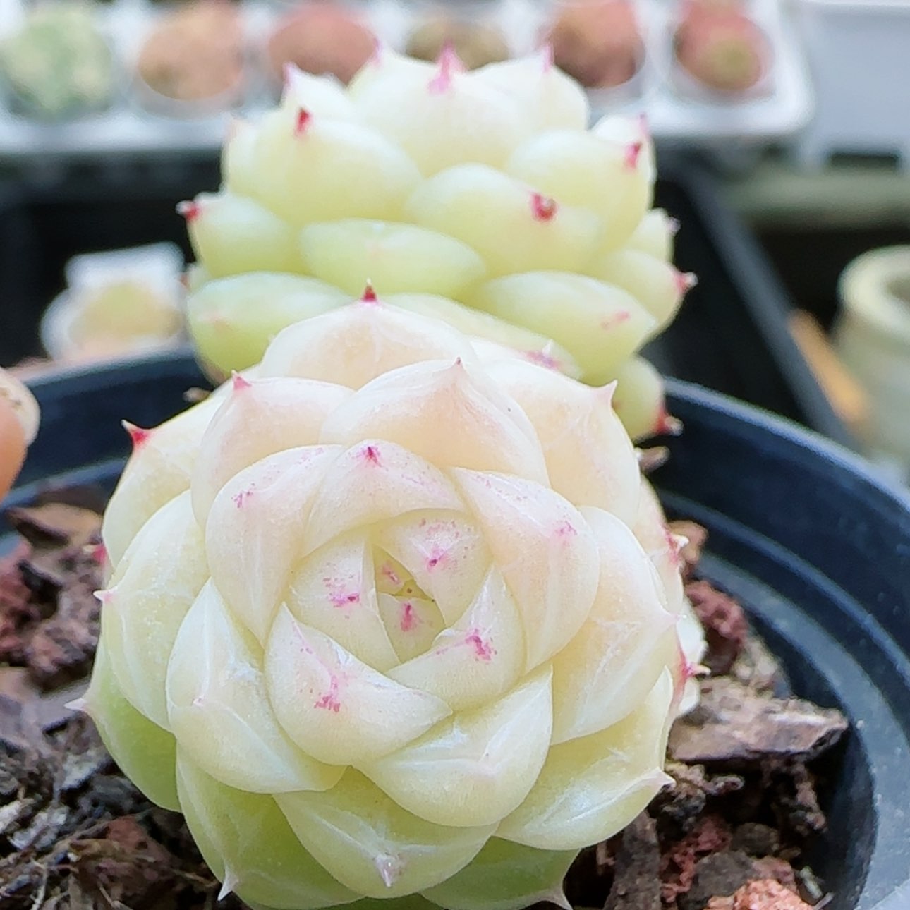【闪购商品】红陶15cm以下0126-48优选麦杆