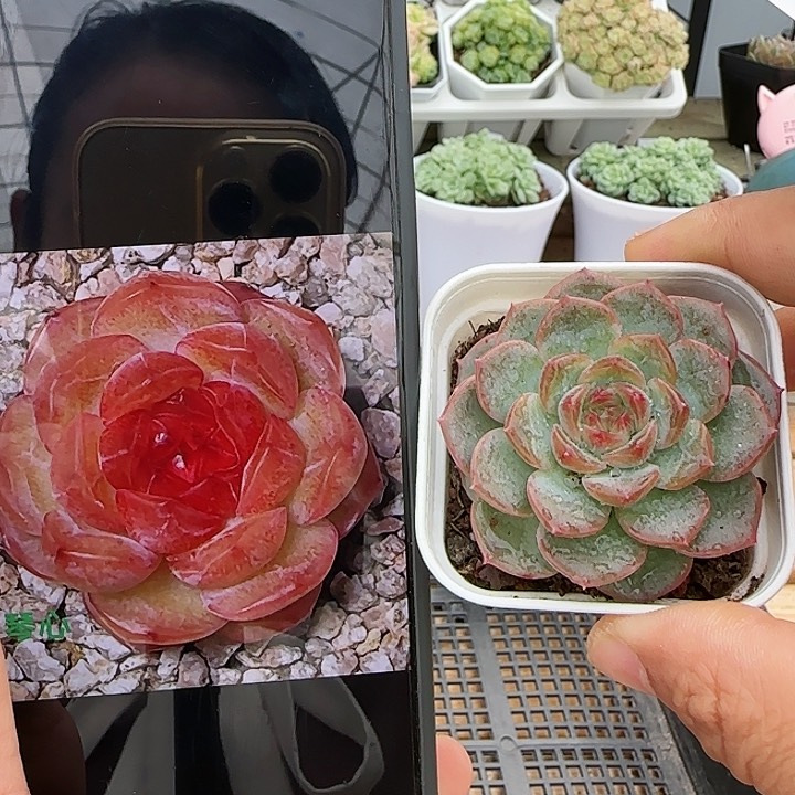 【闪购商品】0825-58琴心
