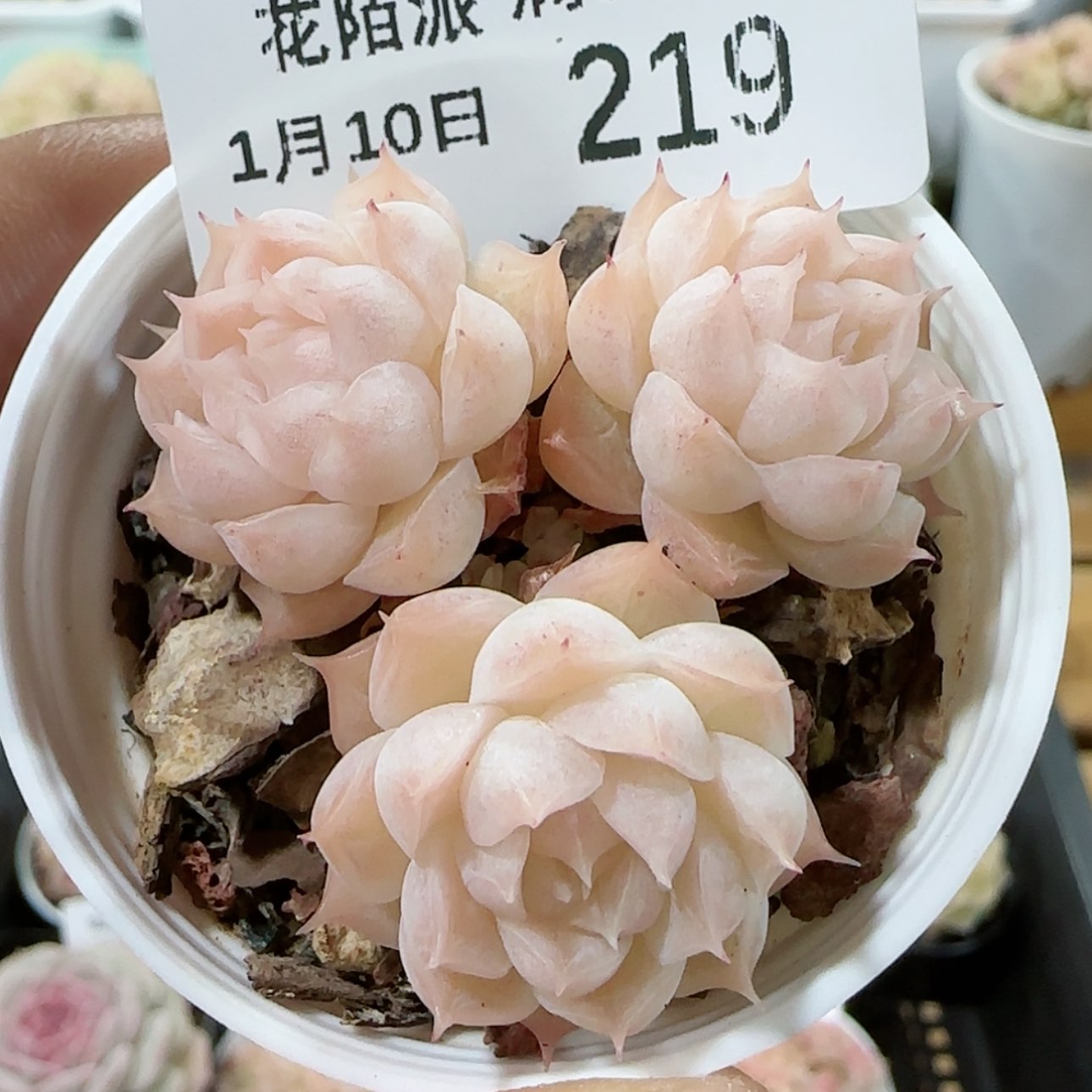 【闪购商品】0110-219优选麦杆