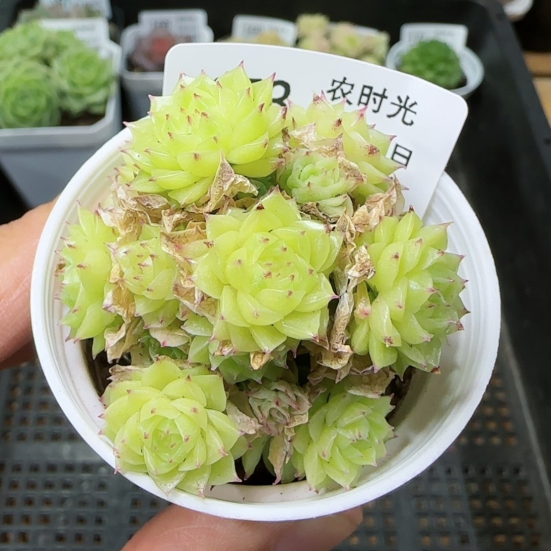 【闪购商品】0726-173麦杆