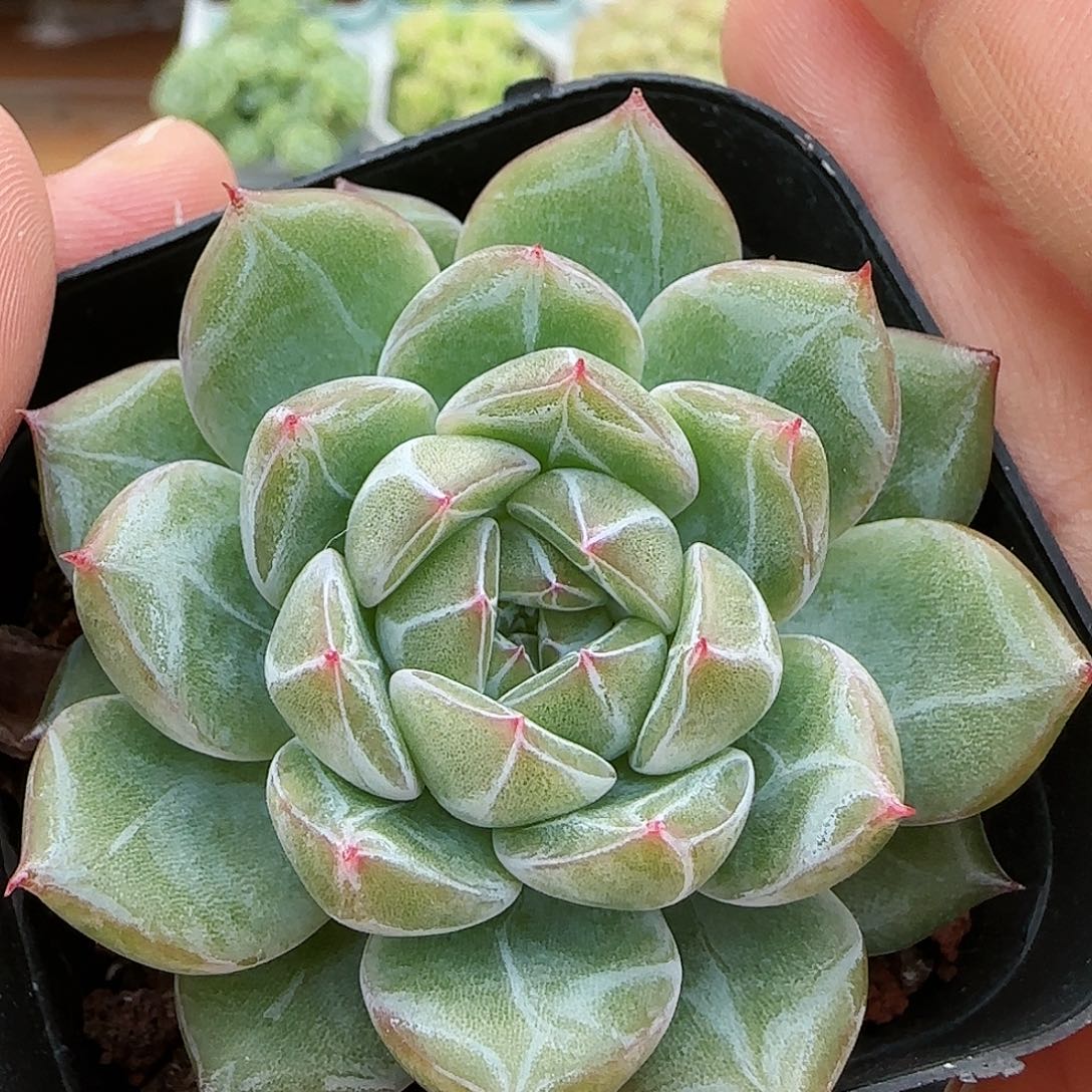 【闪购商品】0816-36雪花珍妮