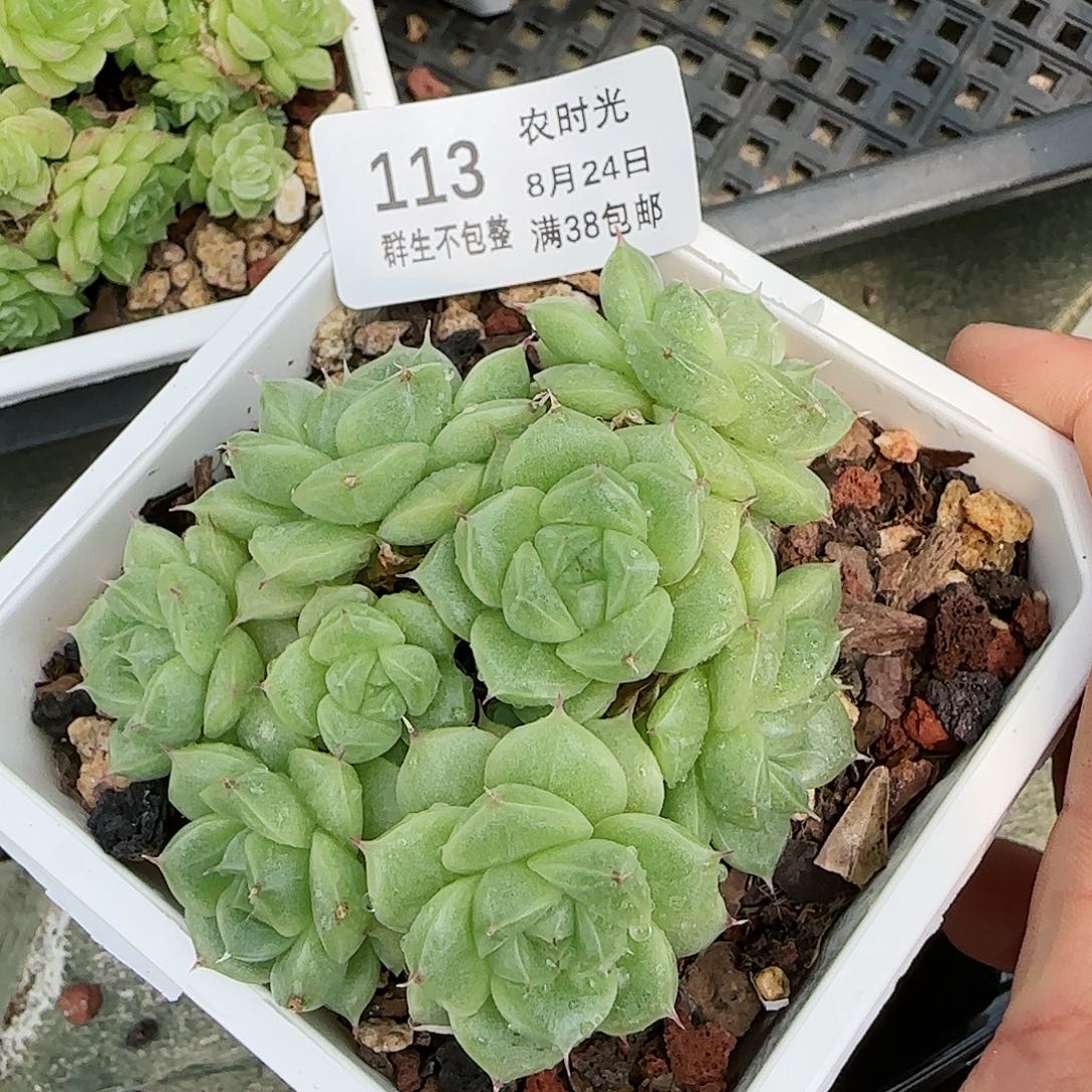 【闪购商品】0824-113优选麦杆