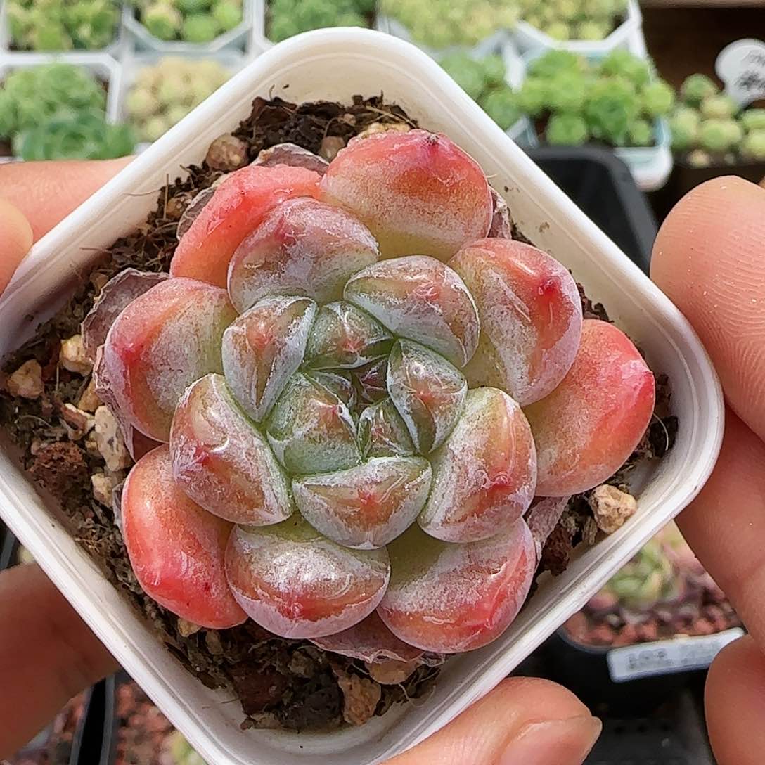 【闪购商品】0724-107糖心