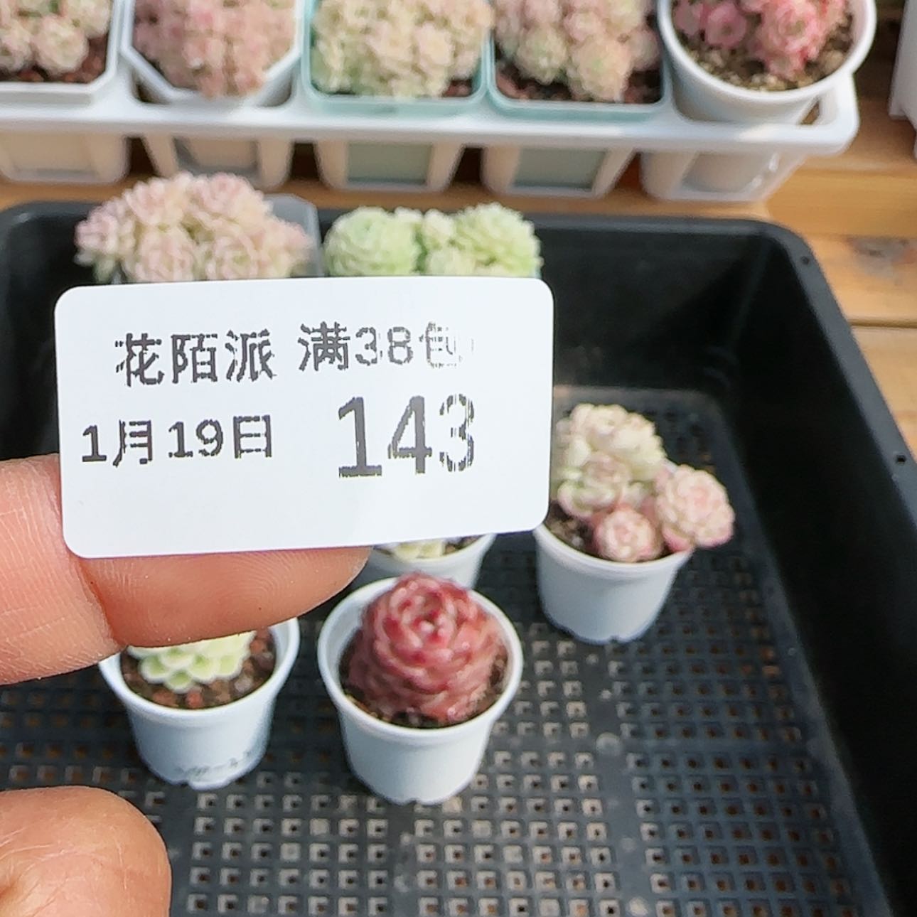 【闪购商品】夏**天0119-143打包