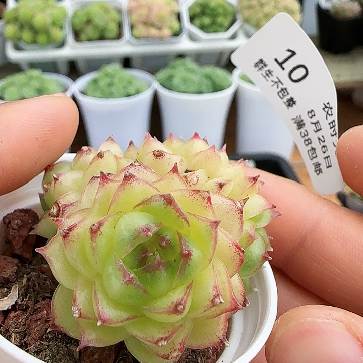 【闪购商品】0826-10珍妮心麦杆