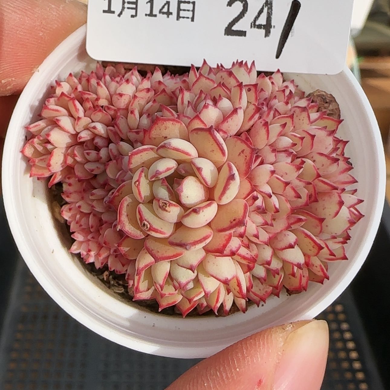 【闪购商品】0114-241
