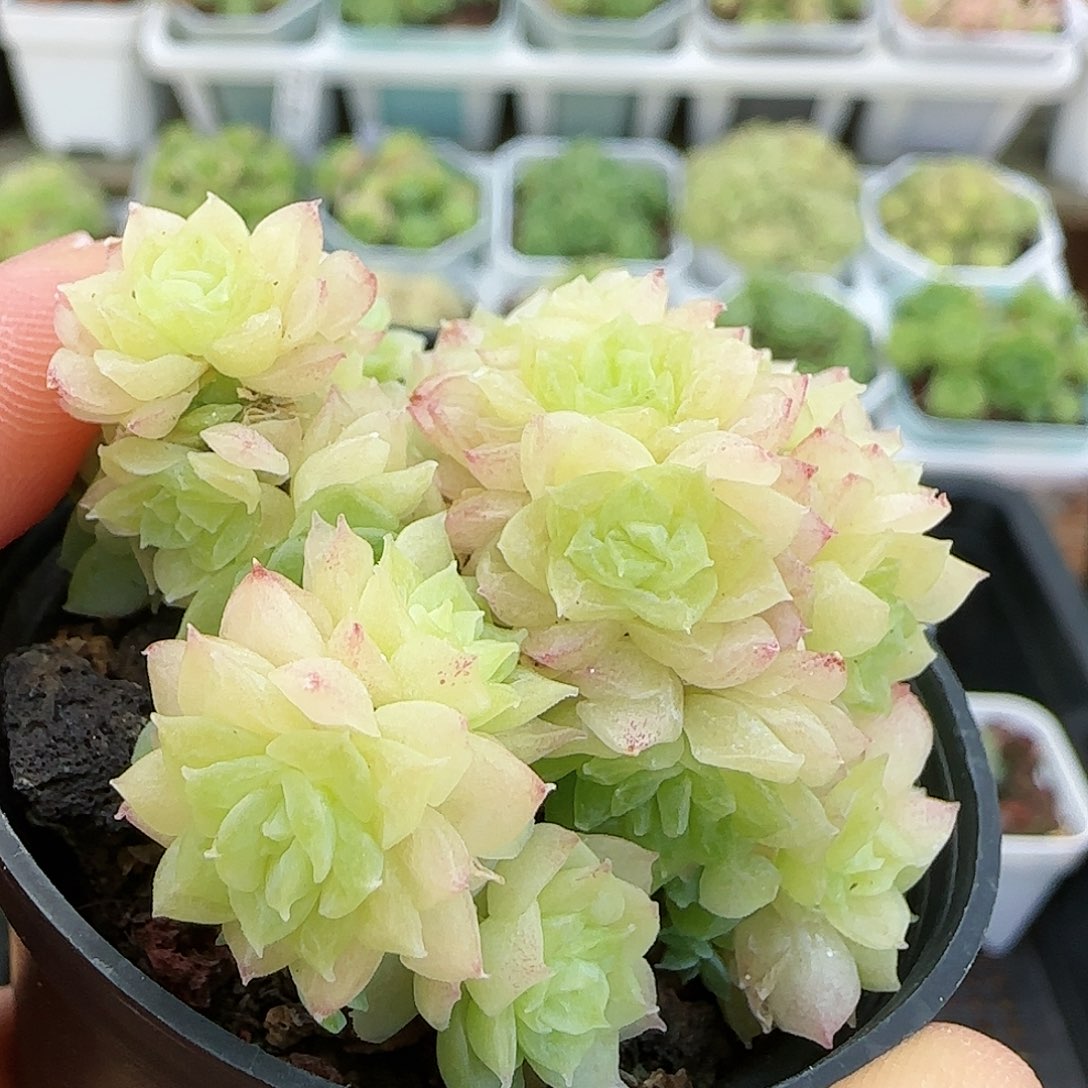 【闪购商品】0726-9玉透麦杆
