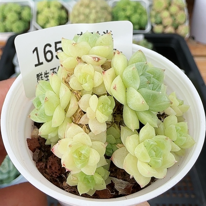 【闪购商品】0819-165麦杆