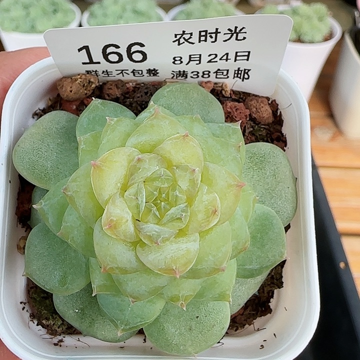 【闪购商品】0824-166糖心