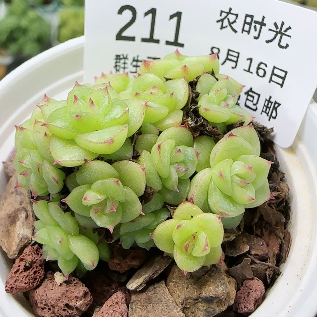 【闪购商品】0816-211小脸麦杆