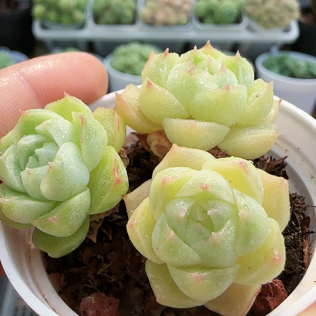 【闪购商品】0829-58包子麦杆