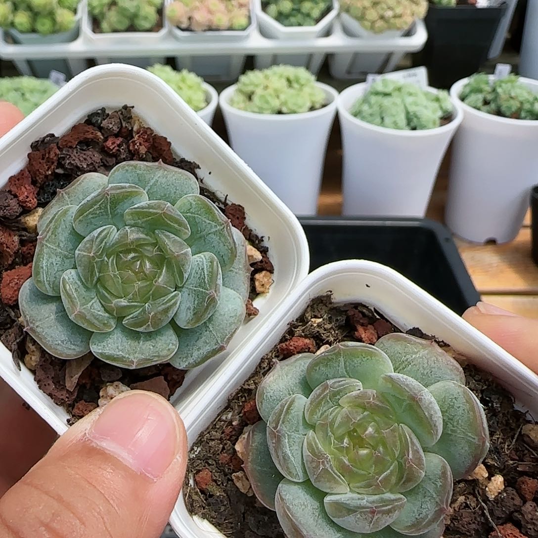 【闪购商品】0828-91白恋福利