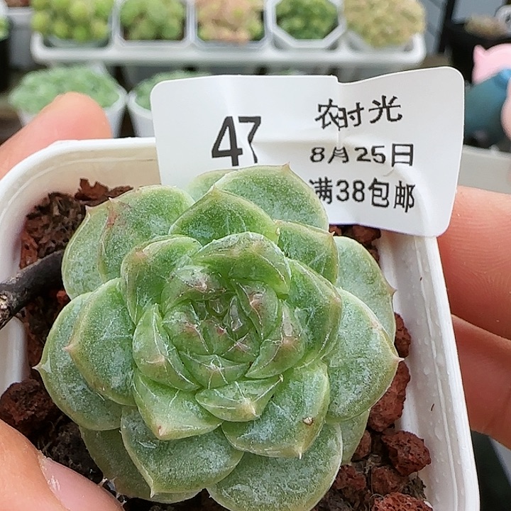 【闪购商品】0825-47冰心