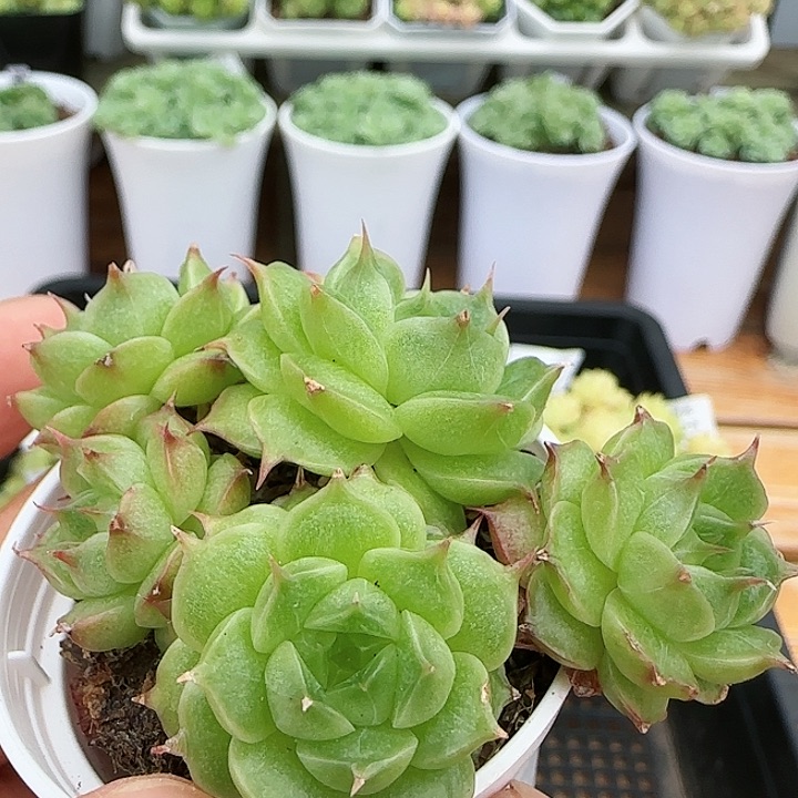 【闪购商品】0825-13透心海王