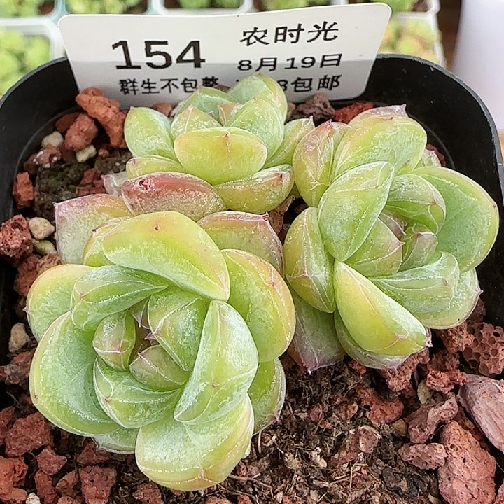 【闪购商品】0819-154星星珍妮
