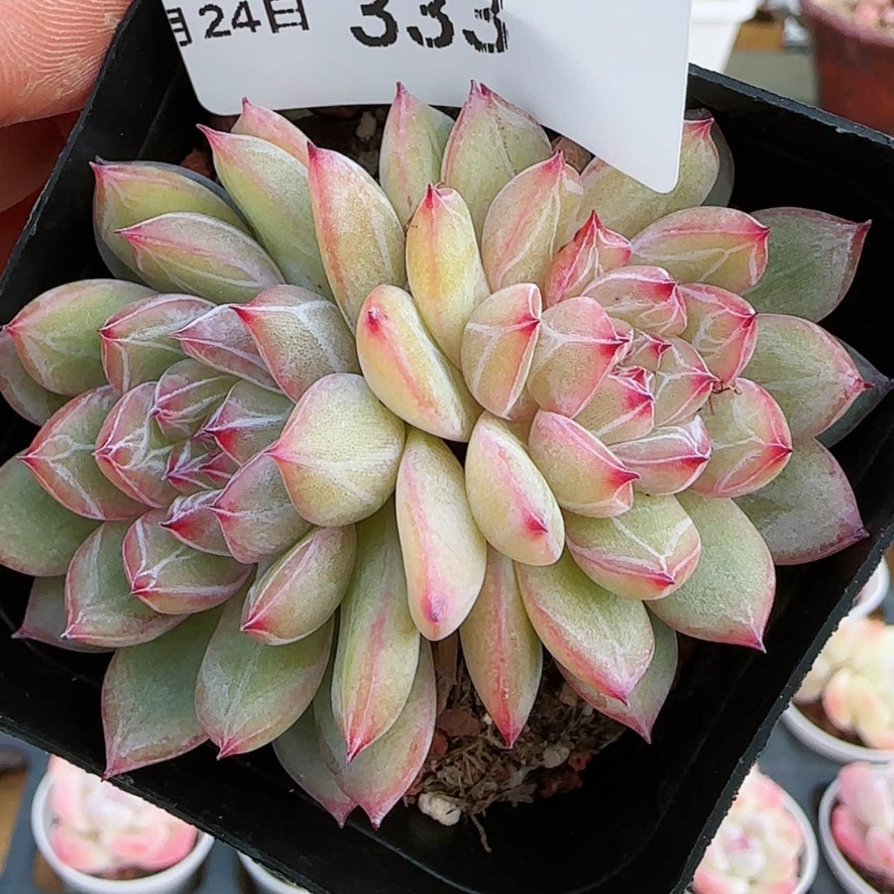 【闪购商品】红陶171cm(含)-200cm(含)0124-333雪花珍妮