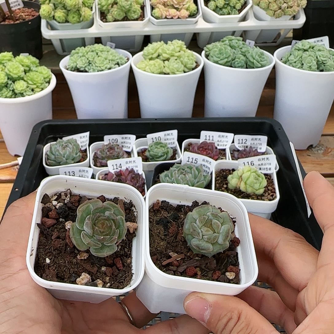 【闪购商品】0827-118白恋福利