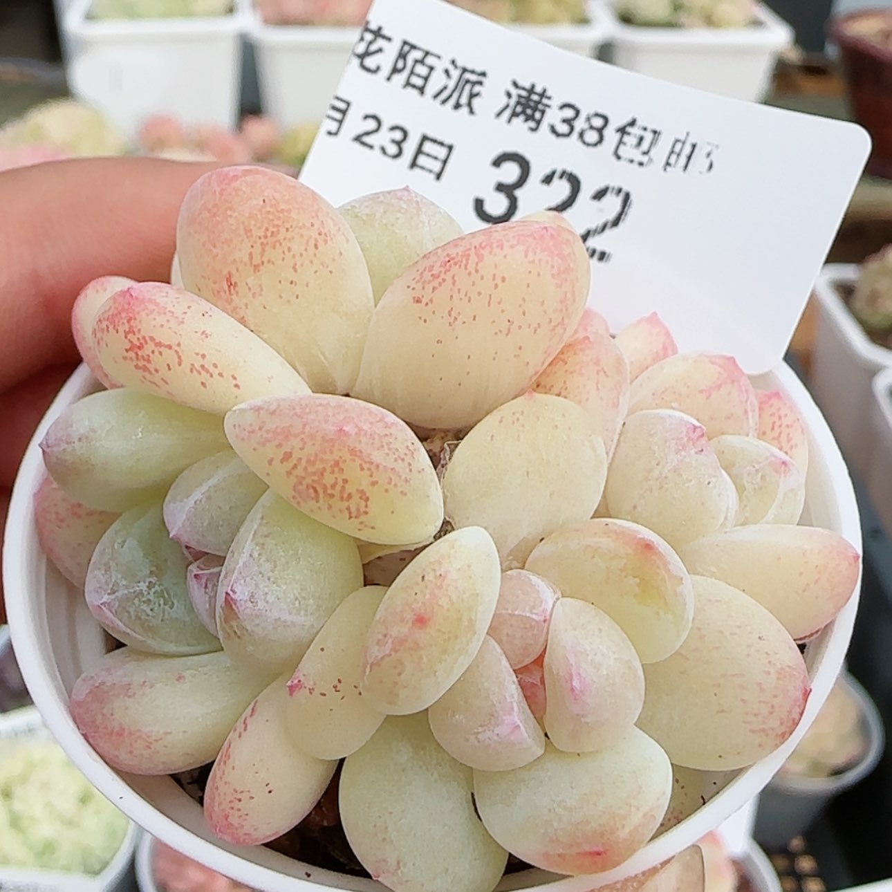 【闪购商品】红陶15cm以下0123-322冰玉