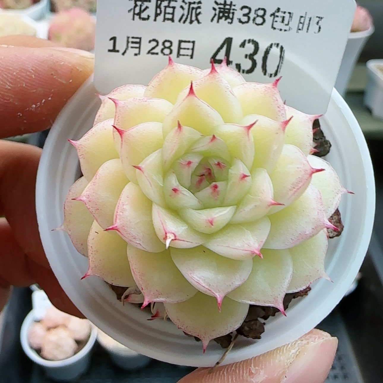 【闪购商品】0128-430优选麦杆