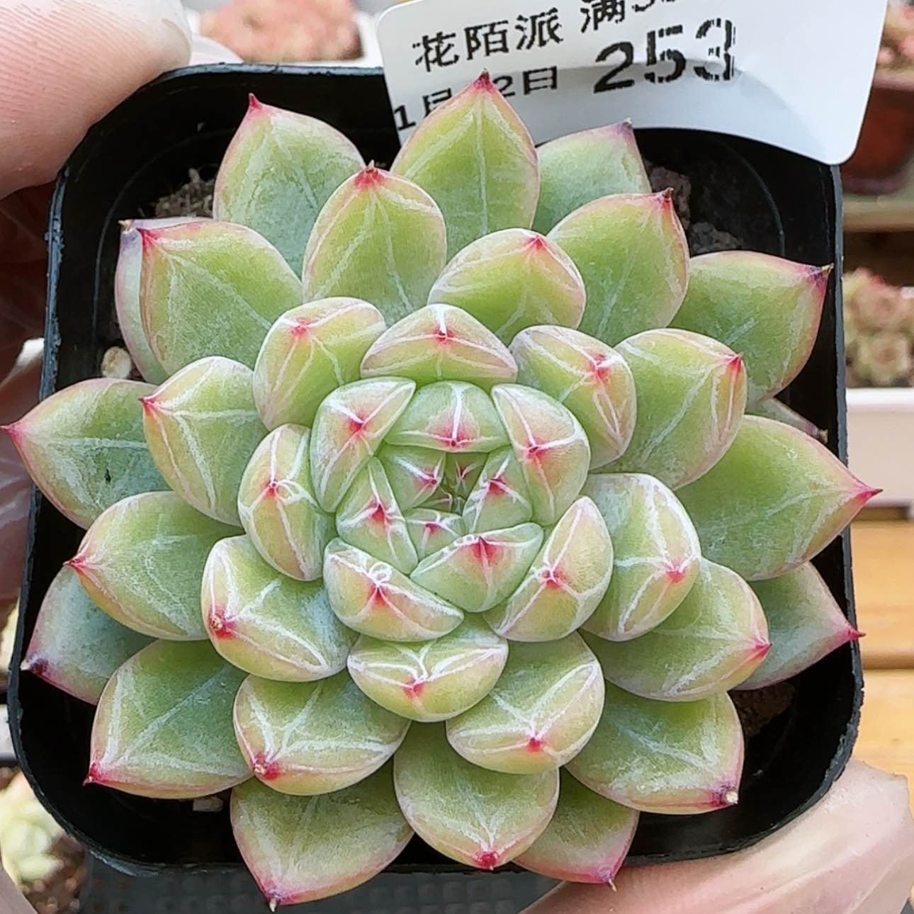 【闪购商品】红陶15cm以下0122-253雪花珍妮
