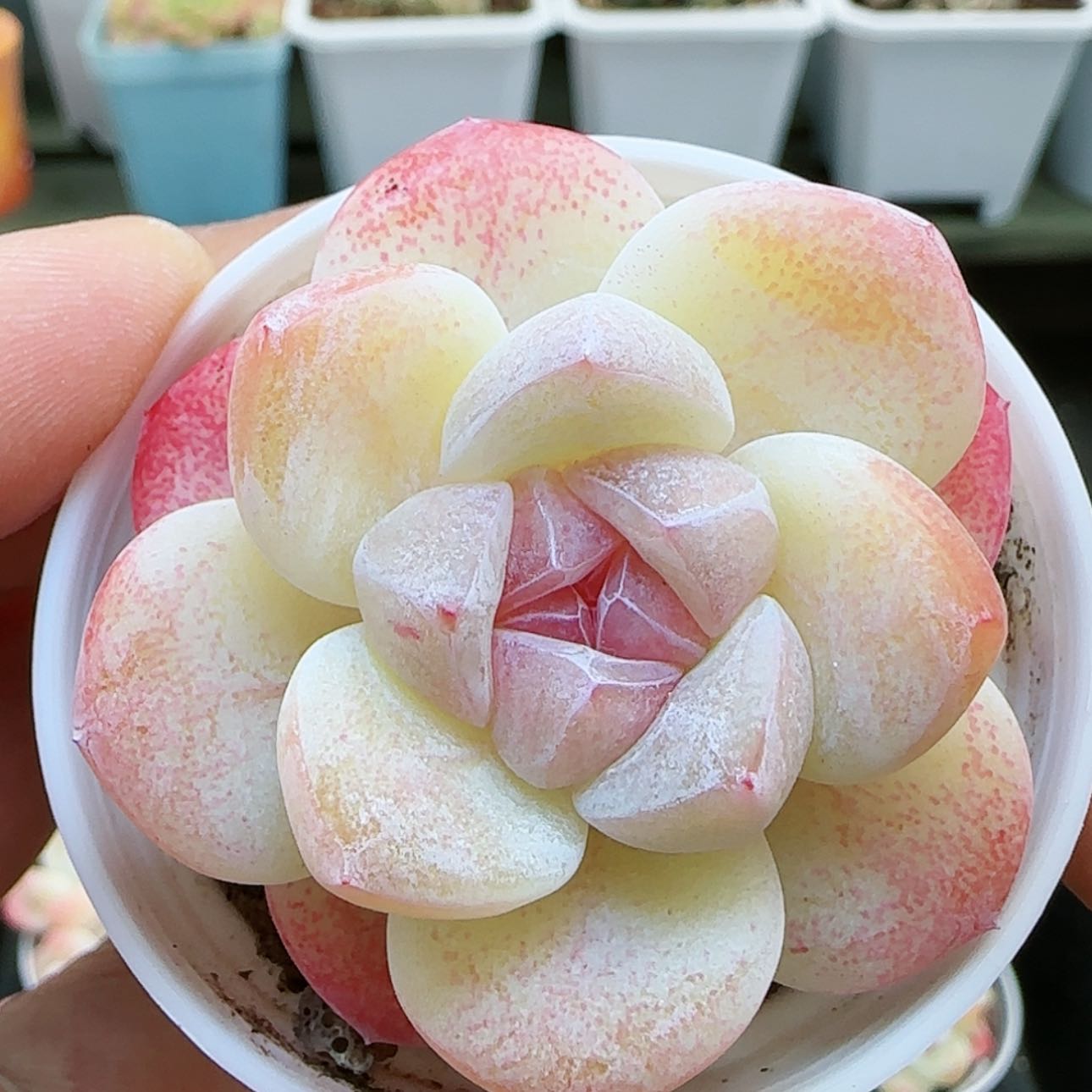 【闪购商品】0124-231