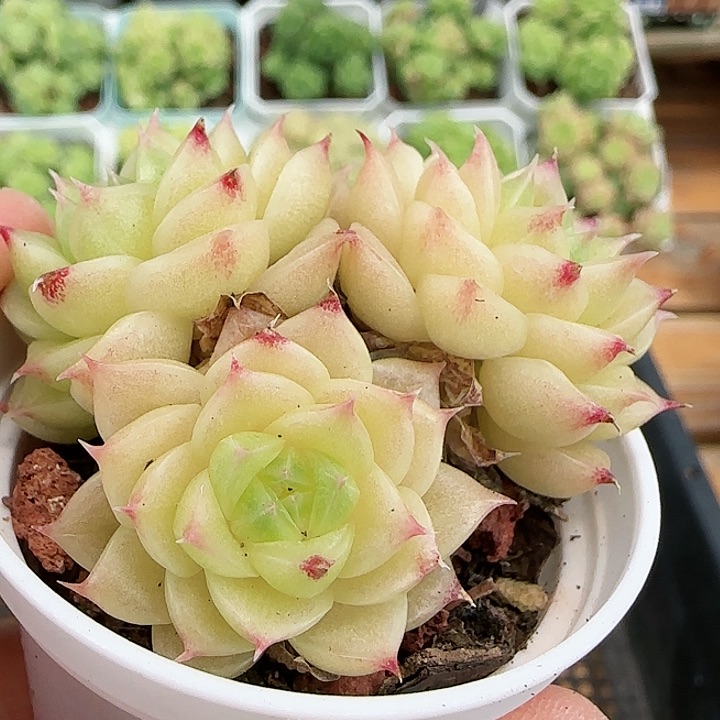 【闪购商品】0819-117珠光麦杆