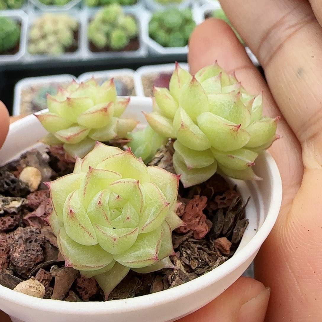 [闪购商品]0724-71边线麦秆