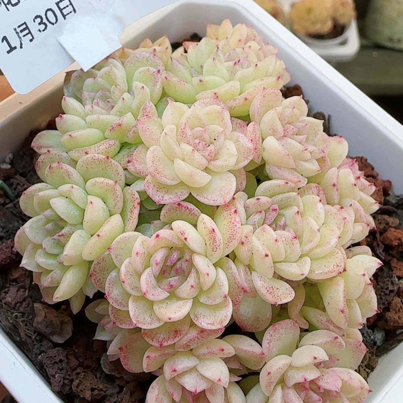 【闪购商品】红陶15cm以下0130-42优选麦杆