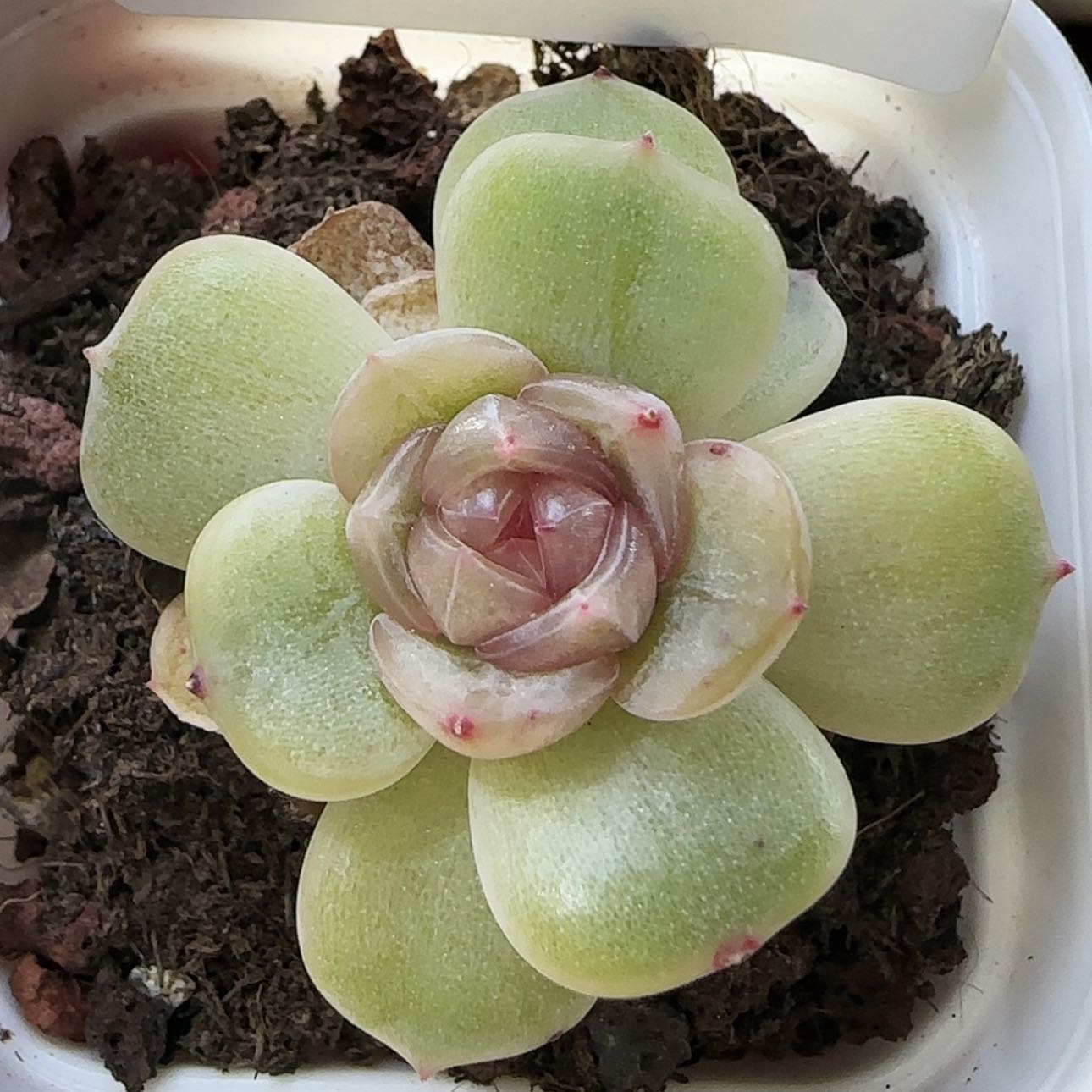 【闪购商品】0207-252白恋