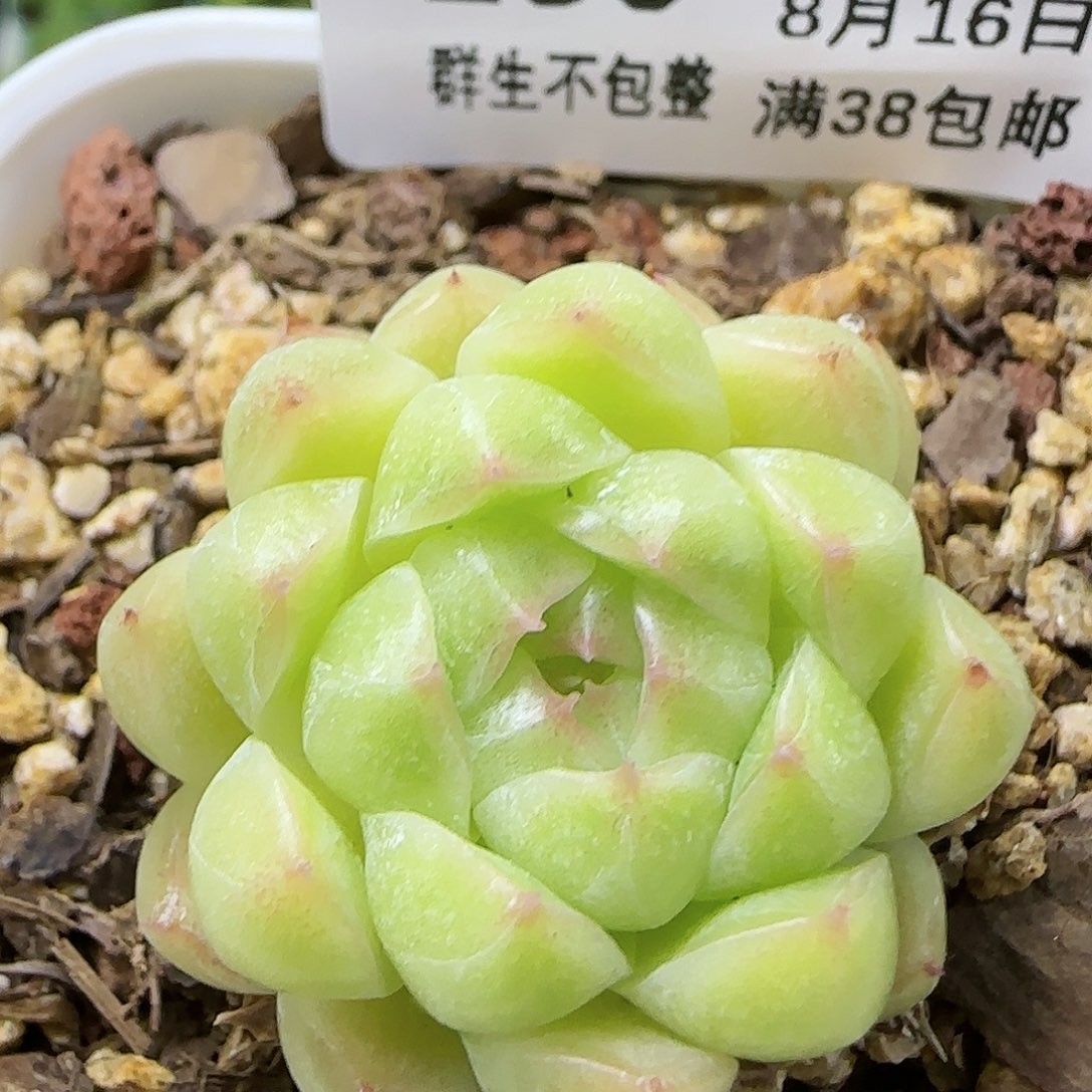 【闪购商品】0816-236包子麦杆