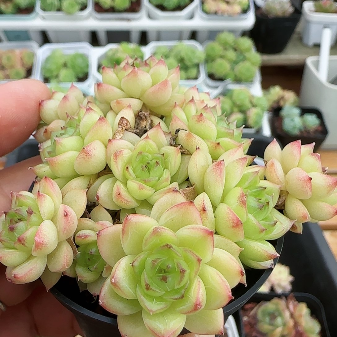 【闪购商品】0730-128糖心麦杆