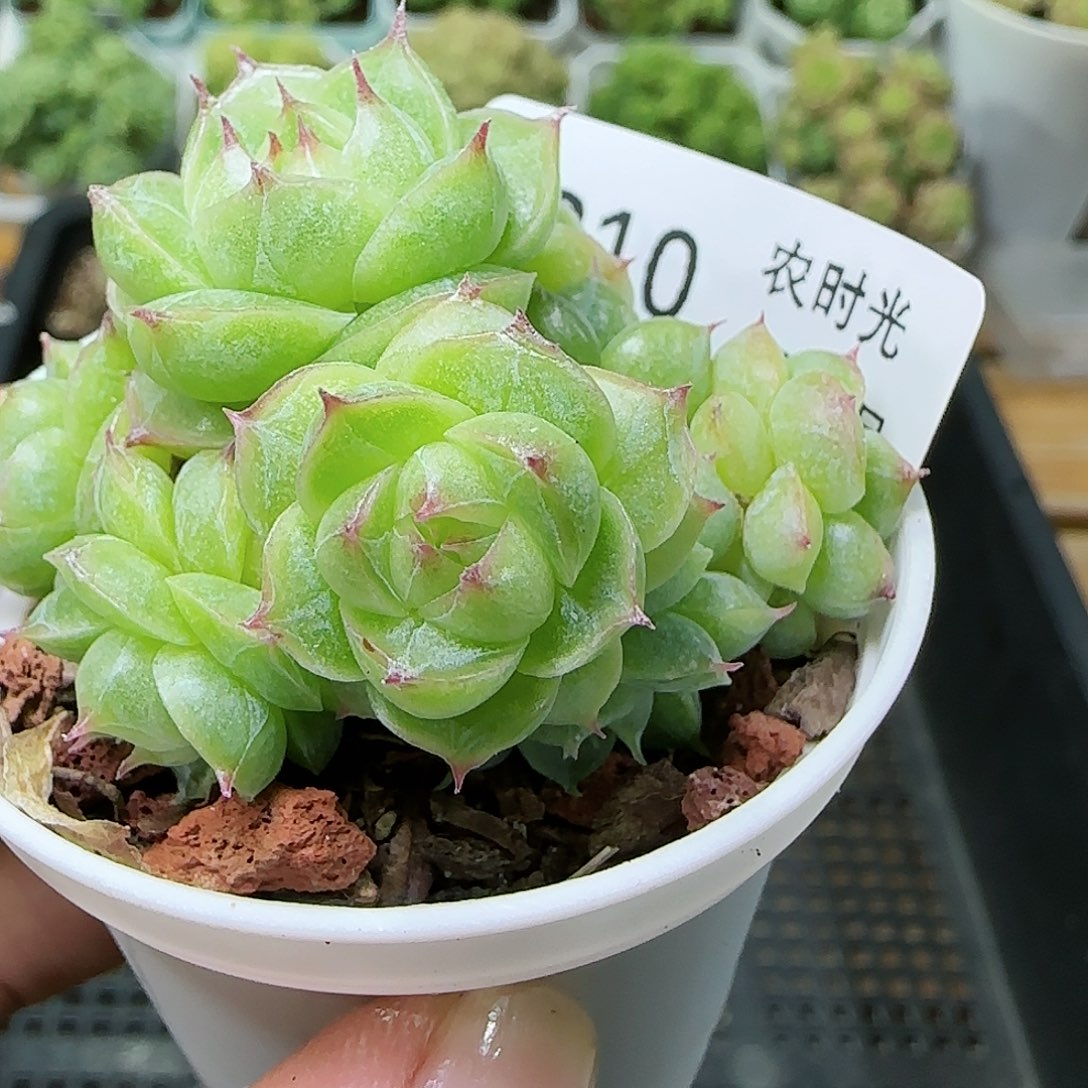 【闪购商品】0816-210包子麦杆