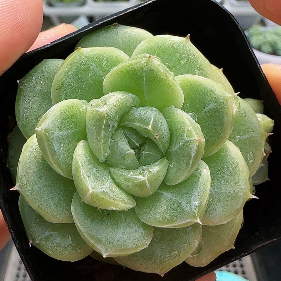 【闪购商品】0824-69山茶花包子麦杆