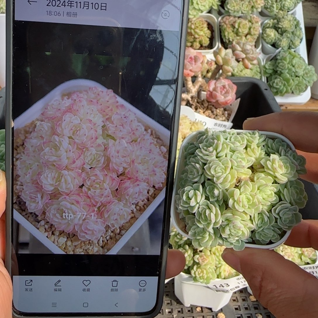 【闪购商品】1113-147（ttp-77-1）