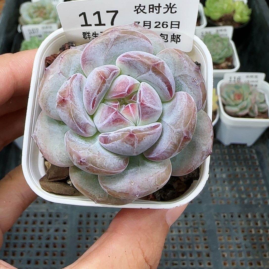 【闪购商品】0726-117星影